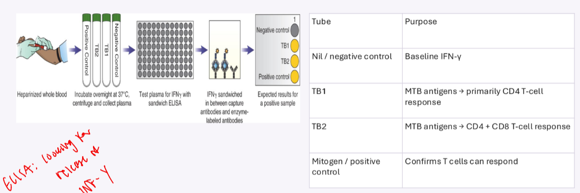 <ul><li><p>Nil/<strong><u>NEG control</u></strong> tube</p><ul><li><p>baseline IFN-gamma </p></li></ul></li><li><p>TB1 tube </p><ul><li><p>MTB antigens → primary CD4 T cell responses</p></li></ul></li><li><p>TB2 tube </p><ul><li><p>MTB antigens → CD4 + CD8 T cell response </p></li></ul></li><li><p>Mitogen/<strong><u>POS control</u></strong> tube </p><ul><li><p>confirms T cell can respond </p></li></ul></li></ul><p></p><ul><li><p><strong><u>after incubation:</u></strong> collect plasma → measure IFN-gamma by SANDWICH ELISA</p><ul><li><p>looking for release of IFN-gamma </p></li></ul></li></ul><p></p>