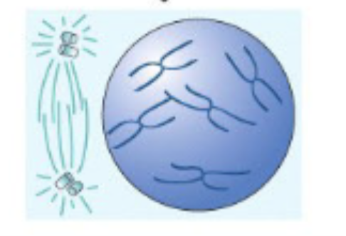 <ul><li><p>Mitotic chromosomes condense to appear as distinct, rodlike structures</p></li><li><p>Two mirror-image sister chromatids formed during replication</p><ul><li><p>1. Held together along its length with a multi-protein complex called cohesion</p></li><li><p>Holds the 2 sister chromatids together through G2 and into mitosis</p></li></ul></li><li><p>Microtubules appear in sunburst arrangement (aster) around each centrosome during early prophase</p></li></ul><p></p>