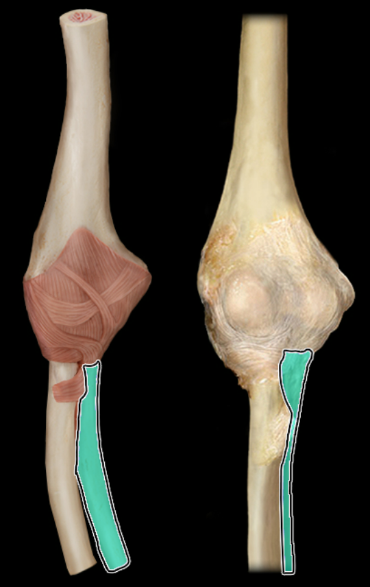 <p>anterior</p>