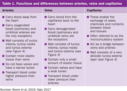<ul><li><p>Arteries have more elastic fibres and smooth muscles than veins</p></li><li><p>Arteries have a smaller/more narrow lumen than veins</p></li><li><p>Artieries have blood flowing away from heart whilst veins flow towards</p></li><li><p>Arteries carry blood with higher pressure</p></li><li><p>Valves are only present in veins</p></li><li><p>In arteries the wall thickness is to withstand pressure, so thick whilst veins have thinner</p></li><li><p>Pulse is only present in arteries</p></li></ul><p></p>
