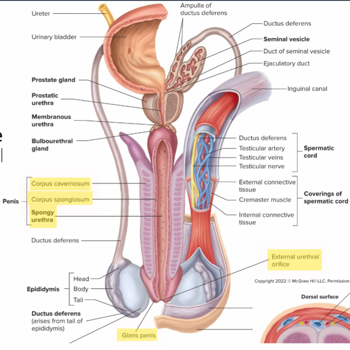 <ul><li><p class="ds-markdown-paragraph"><strong>Corpus cavernosum</strong></p></li><li><p class="ds-markdown-paragraph"><strong>Corpus spongiosum</strong></p></li><li><p class="ds-markdown-paragraph"><strong>Spongy urethra</strong></p></li><li><p class="ds-markdown-paragraph"><strong>Glans</strong> – distal cap of the penis</p></li><li><p class="ds-markdown-paragraph"><strong>External urethral orifice</strong> – <span style="color: yellow;">opening </span>to the exterior</p></li></ul><p></p>