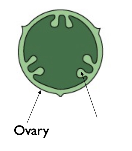 <p>Identify the structure in the ovary.</p>