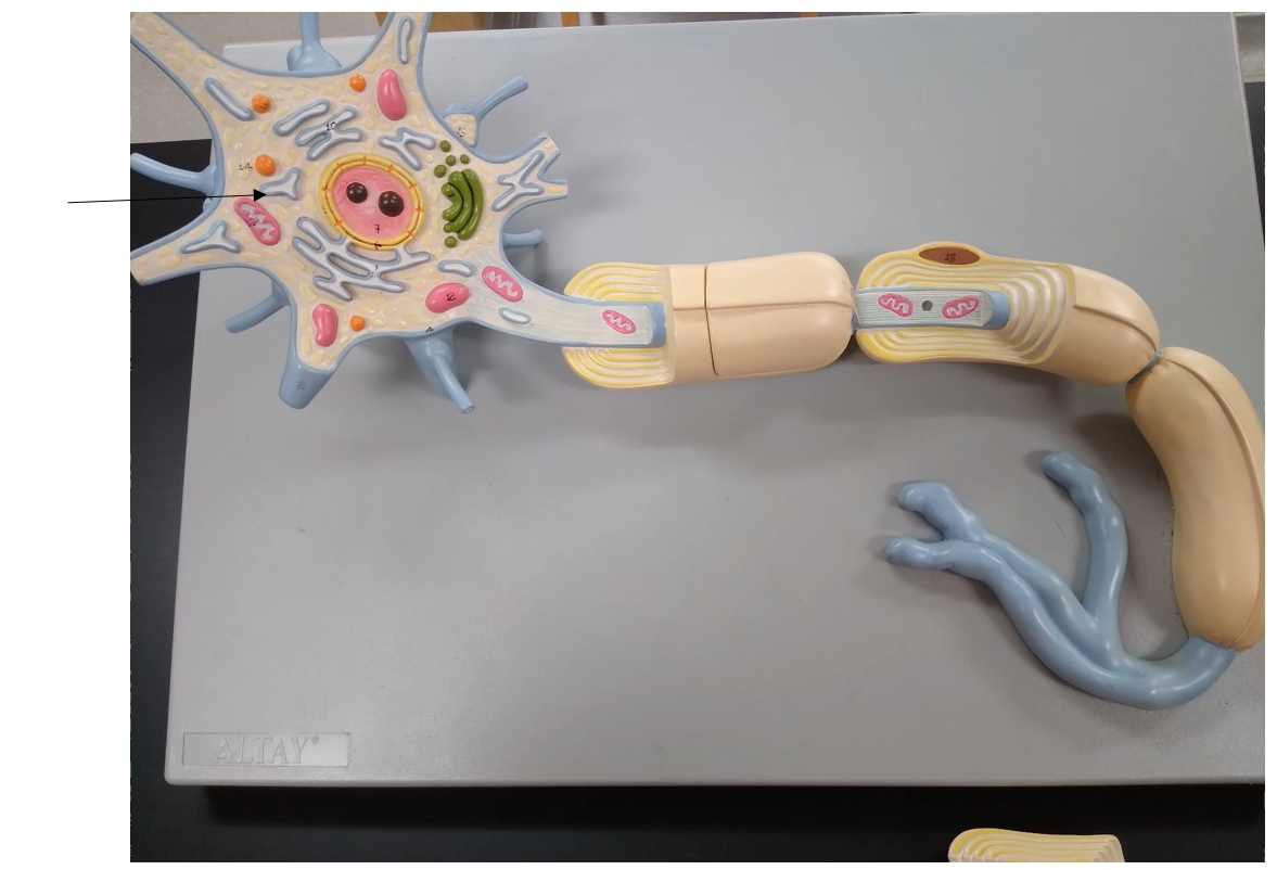 <p>What is this part of the neuron called?</p>
