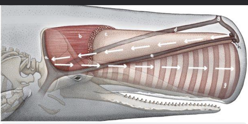<ul><li><p>differs from other odontocetes </p></li><li><p>2 melons present, the junk and the spermaceti organ. phonic lips in between both melons produces sound which hits the skull (click gets amplified), which gets shot out through the mouth</p><ul><li><p>this click can be used to calculate the size of the whale !</p></li></ul></li></ul><p></p>