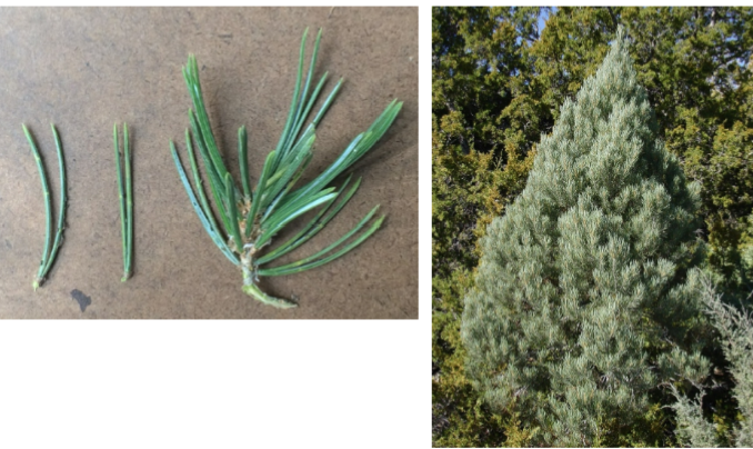 <p>Pinyon Pine</p>
