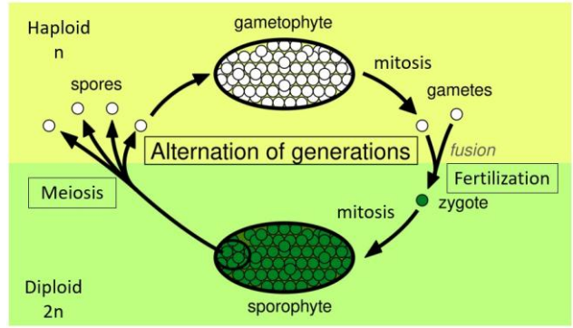 <p>What is the haploid, gamete-producing stage of the plant life cycle called? (seedless plants)</p>
