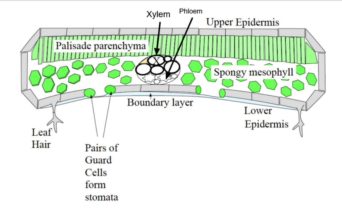 <p>Leaf Anatomy</p><p></p><p>Leaf tissues in transport:</p><ol><li><p><strong>Epidermis</strong><br><em>Cuticle, wax </em><br>waterproof fats keep water losses to a very small minimum.<br><br><em>Stomata</em><br>nostril-like structures that can open or close to allow and control the rate of transpiration. Water vapor diffuses from leaves (in gas form) almost exclusively through stomata. Stomata are concentrated on the bottoms of most types of leaves.<br></p></li><li><p><strong>Ground tissue</strong><br><em>Palisade parenchyma</em><br>Cells containing only primary cell walls. As cells make 1° walls first, they are all parenchyma to start (think “parent”). They do <em>not </em>contain lignin.<br><br><em>Spongy parenchyma/mesophyll</em><br>The surface area of cells with internal air spaces are 30x the SA of leaf exterior!<br><br>Veins and bundles with xylem (on top, unidirectional (moves water from roots → plant → leaves)) and phloem (on the bottom, positive pressure + distributes material anywhere)</p></li></ol><p></p>