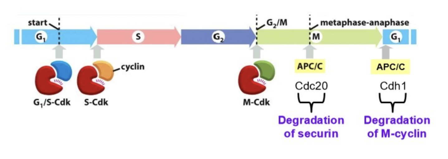 <ul><li><p>S-Cdk activation: triggers the initiation of DNA replication during the S-phase of the cell cycle</p></li><li><p>M-Cdk activation: triggers transition into mitosis</p></li><li><p>Cdc20-APC/C: triggers transition from methaphase to anaphase (degradation of securin)</p></li><li><p>Cdh1-APC/C: triggers transition from metaphase to G1 (degradation of M-cyclin)</p></li></ul><p></p>