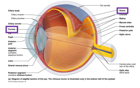 <ul><li><p>composed of dense avascular connective tissue </p></li><li><p>sclera → opaque region occupying the posterior 5/6  of the fibrous layer</p></li><li><p>cornea → anterior transparent region, modified to let light in </p><ul><li><p>major light-bending medium of eye (refracts light to focus on the retina) </p></li></ul></li></ul><p></p>