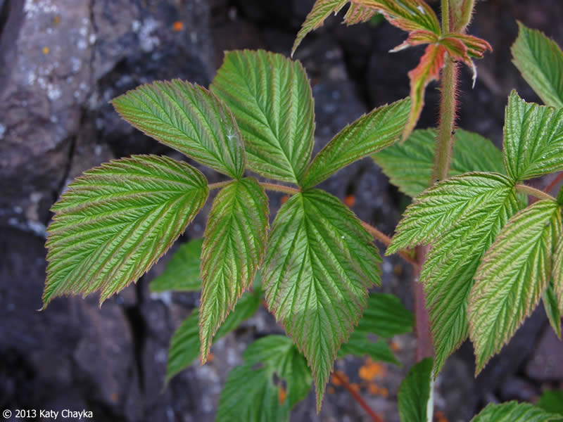 <p>Rubus ideaus</p>
