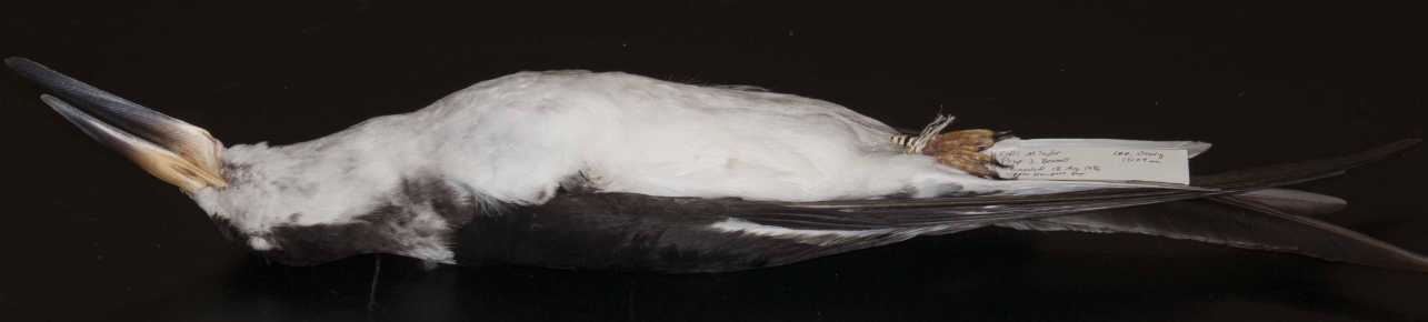 <p>Black Skimmer </p>