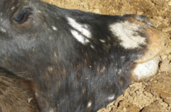 <p>Ringworm (Dermatophytosis)</p><p>- Common, self-limiting disease</p><p>- Due to Trichophyton verrucosum</p><p>- Exudation and fungal hyphae produce characteristic dry, crusty lesions</p><p>Aspergillosis</p><p>- Due to Aspergillus fumigatus</p><p>- Fungal placentitis resulting in skin lesions (grey, felt-like or yellow, dry plaques) in the aborted foetus</p>