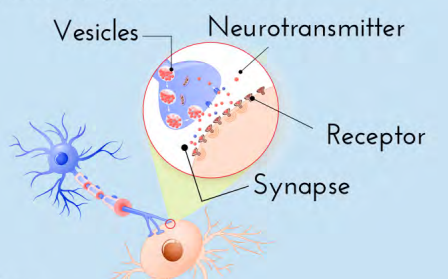 <p>Small signaling molecule secreted by a nerve cell at a synapse to<strong> transmit information to a postsynaptic cell</strong>. </p><ul><li><p>Examples include acetylcholine, glutamate, GABA, and glycine</p></li></ul><p></p>
