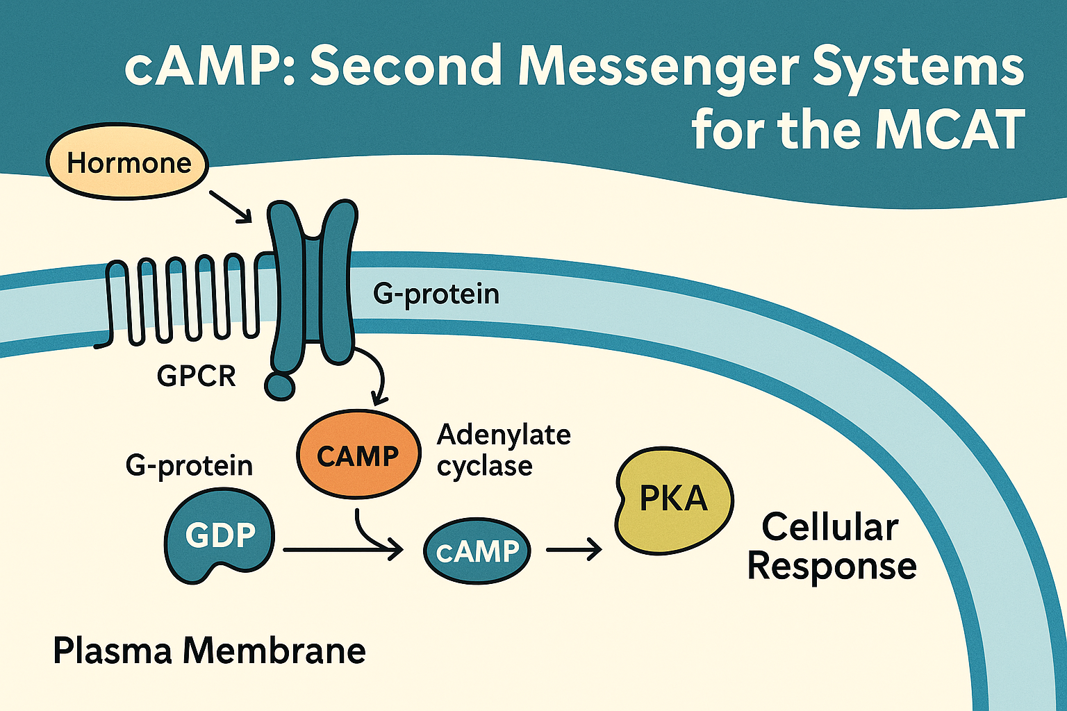 <p>an intracellular chemical whose formation is triggered by the binding of a ligand to a membrane bound receptor, and once formed triggers change (often a whole series of changes) within the workings of the cell</p>