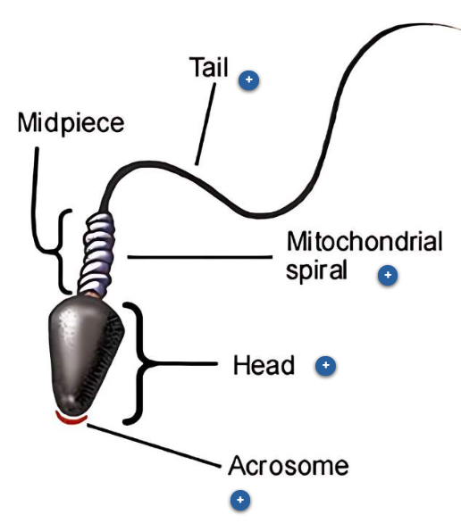 <ol><li><p>head → nucleus + 23 VV condensed chromosomes to deliver to oocyte 4 fertilization </p></li><li><p>acrosome → speclalized organelle w enzymes help penetrat oocyte 4 fertilization</p></li><li><p>midpiece → has mitocondrial sprial</p></li><li><p>mitochondrial spiral → mito dense pack 4 E move tail</p></li><li><p>tail → sperm propel itslef to oocyte</p></li></ol><p></p><p></p><p>mt ham</p>
