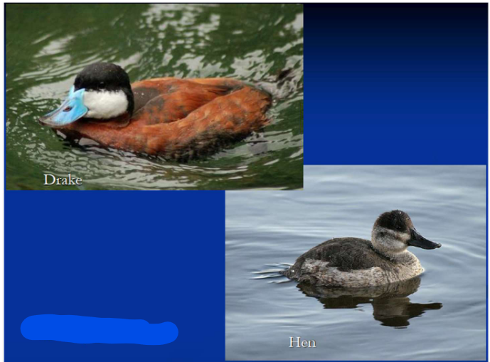 <p>Order Anseriformes<br>Family Anatidae<br>Subfamily Anatinae [Oxyurini; “stiff-tailed”]<br>Ruddy Duck</p>