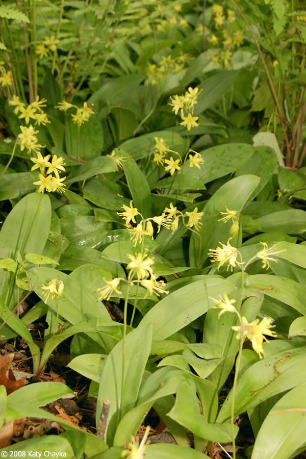 <p>Clintonia borealis</p>