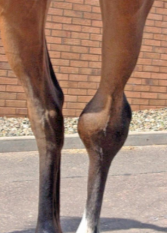 <p>Where does bog spavin occur?</p>