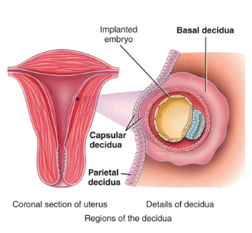 <ol><li><p>basal decidua</p></li><li><p>capsular decidua</p></li><li><p>parietal decidua</p></li></ol><p></p>