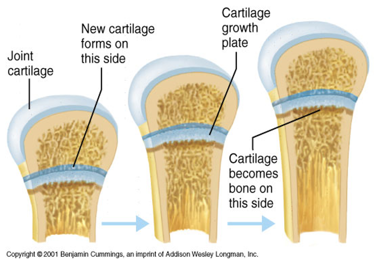 <p>Epiphyseal growth plates</p>