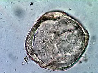 <p>Scientific and Common Name? (Equine)</p>