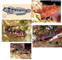 <p>Red blenny</p>