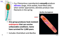 <p>How do some bacteria survive harsh conditions? How do cyanobacteria do this? What are endospores?</p>