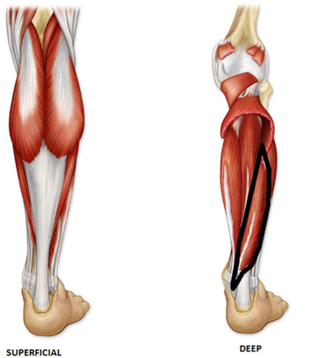 <p>lateral under calf</p>