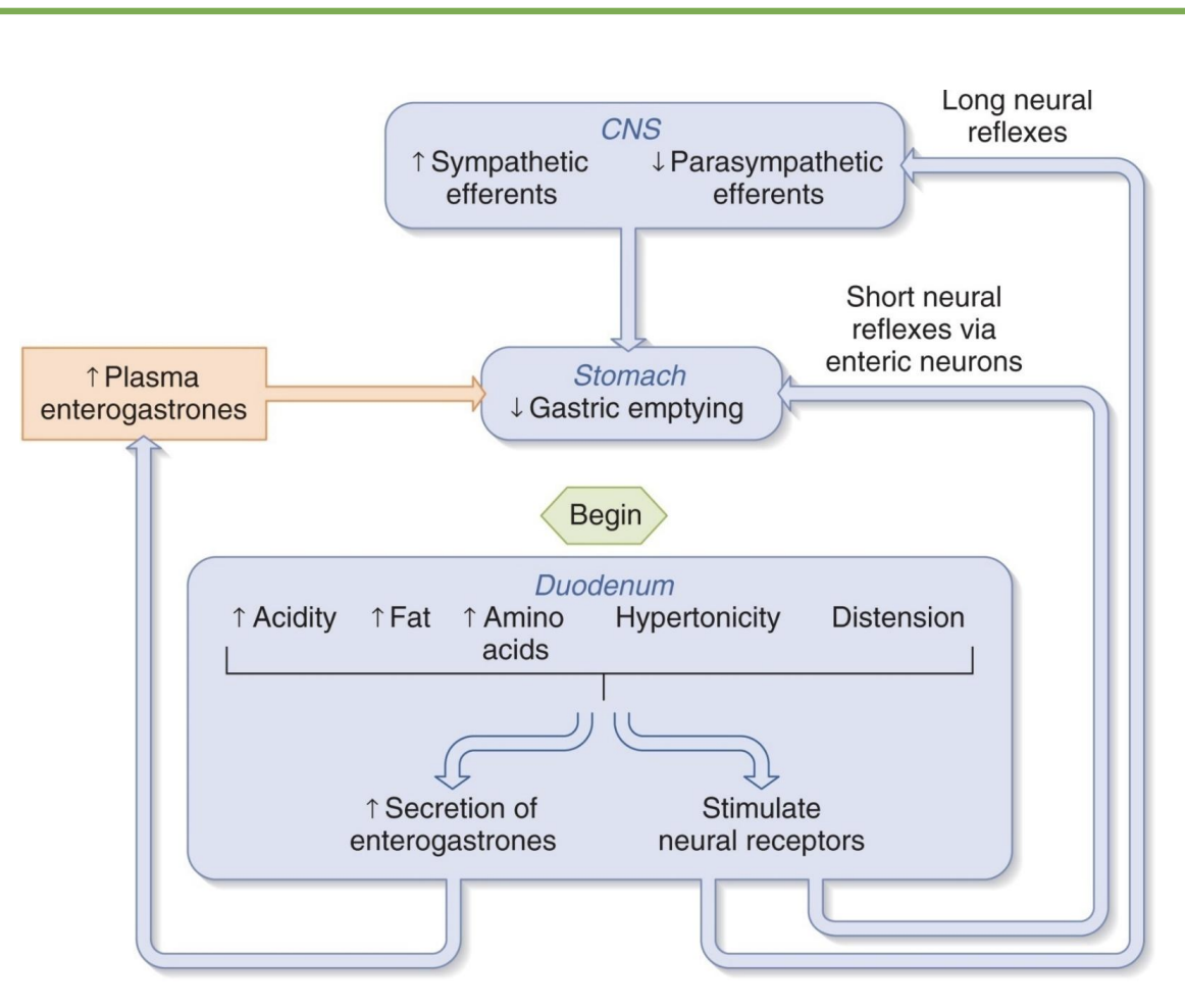 <p>-slow down stomach to tell brain full</p><p>-enterogastrones: intestinal hormones that signal stomach and intestine</p>