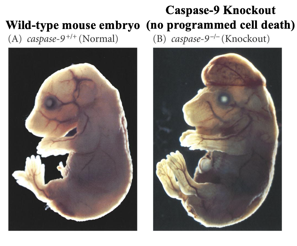 <ul><li><p>if no PCD in brain = DEATH</p></li><li><p>brakes for cancer cells</p></li><li><p>50% of neurons during development of the brain dies</p></li><li><p>severe development defects and cancer occur if apoptosis is prevented</p></li><li><p><span style="color: red;">Ex: Caspase-9 knockout mice has abnormal cells survive causing developmental defects and possibly cancer, while the wild-type embryo removed extra or damaged cells during development</span></p></li></ul><p></p>