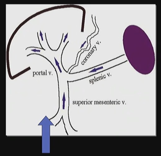 <p>How does the flow of blood come into the liver</p>