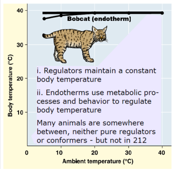<p>An animal (endotherm) that uses metabolic processes to regulate body temperature. Some examples of regulators are humans and other mammals.</p>
