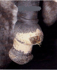 <p>What is this penis abnormality?</p>