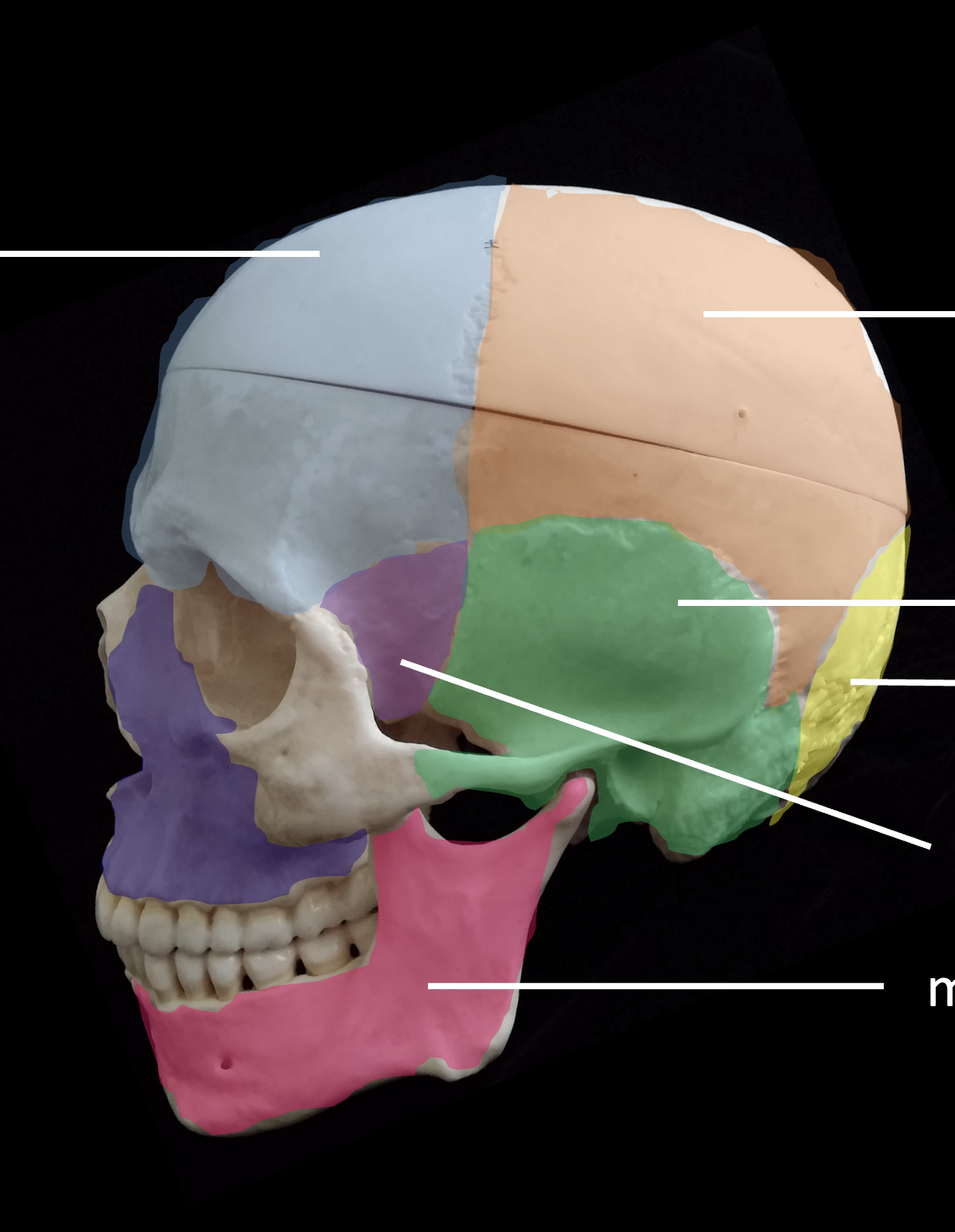 <p>Whats the dark purple region highlighted?</p>