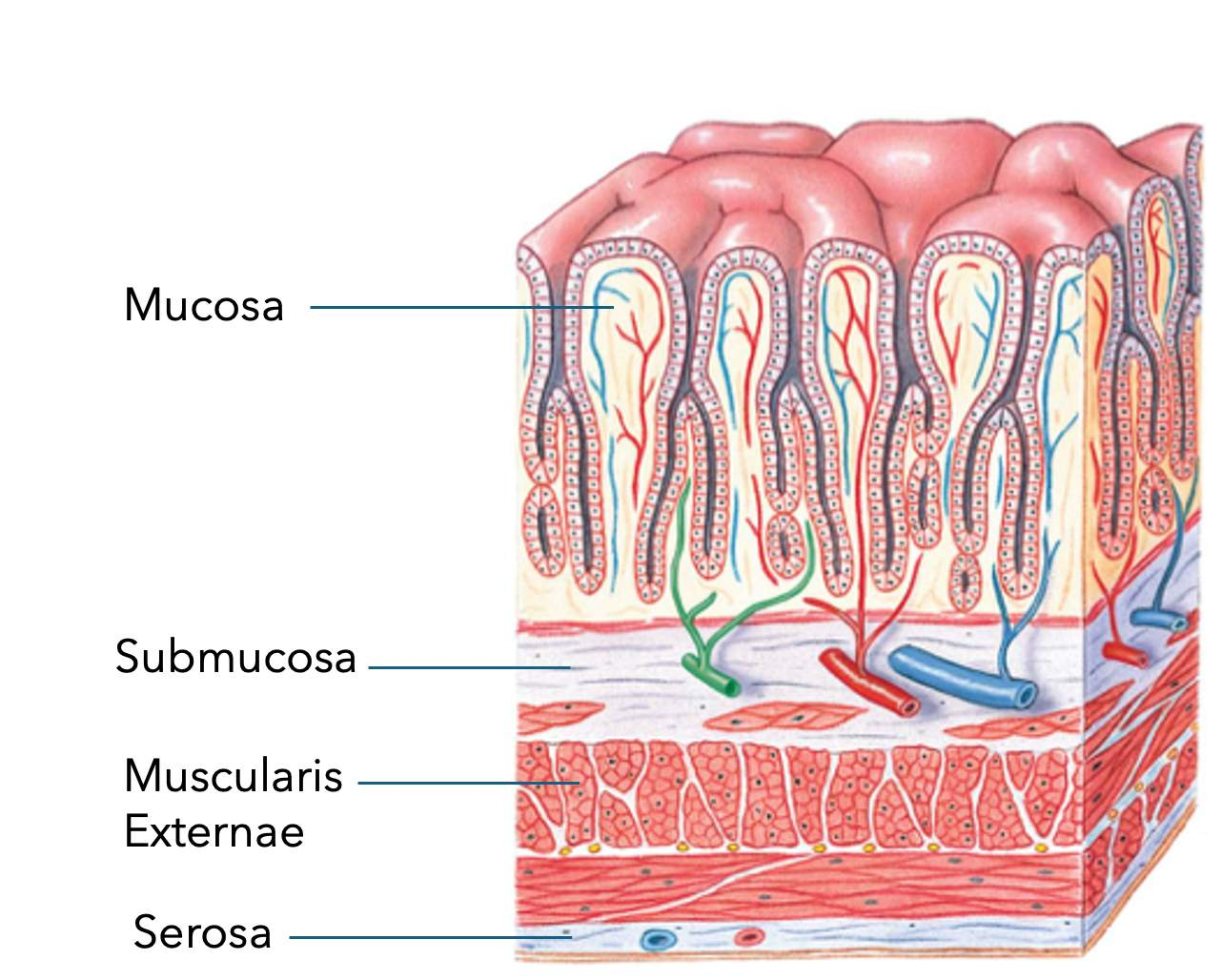 <p>like layers of intestines</p><ol><li><p>mucosa → control f(x) of tube based on acid secretions of epithelial cells</p><ul><li><p>only acid secreting cells</p></li></ul></li><li><p>submucosa → connective support </p></li><li><p>muscularis externae → longitudinal + circular + oblique smooth muscle layers</p></li><li><p>serosa → protective connective outer layer</p></li></ol><p></p>
