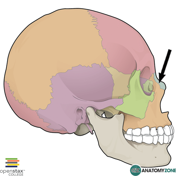 <p>One of the bones categorized as a facial bone.</p>