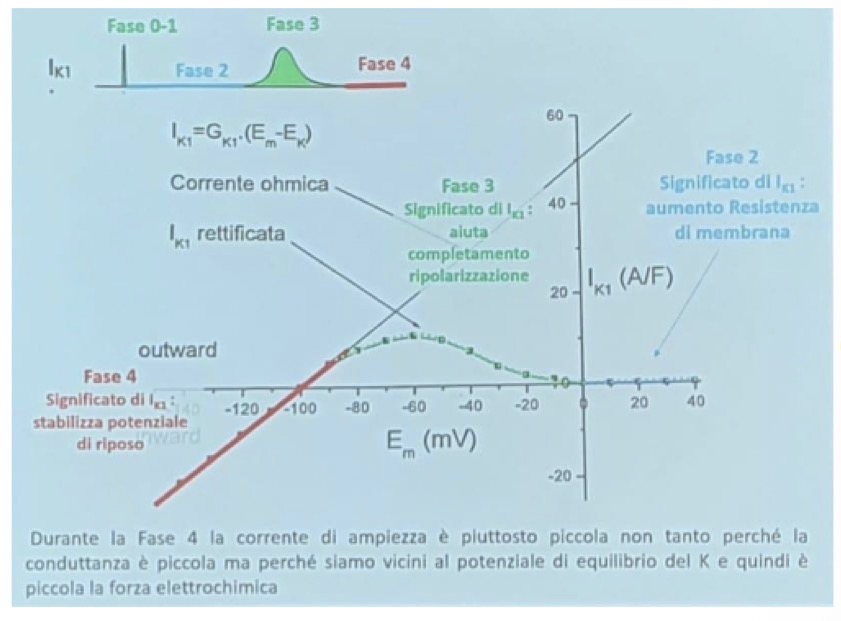 <p>La corrente I(K1) ha il ruolo cruciale di <strong>mantenere il plateau, bilanciare la I(Ca)</strong> e <strong>stabilizzare il potenziale di membrana sui valori di riposo</strong> (fase 3 e 4).</p><p>• <strong>Comportamento "sempre aperto":</strong> A differenza di altri canali, la famiglia responsabile della I(K1) non ha classiche porte di gating voltaggio-dipendenti.</p><p>• <strong>Rettificazione in ingresso (Inward Rectification):</strong> Per valori iperpolarizzati (sotto i -90 mV), la corrente si comporta in modo <strong>ohmico</strong> (relazione lineare intensità-voltaggio, favorisce l'ingresso di K+). Salendo sopra i -90 mV, si perde il comportamento ohmico e la curva si appiattisce.</p><p>• <strong>Meccanismo:</strong> A potenziali superiori a quello di riposo, ioni Mg2+ e poliammine citoplasmatiche vengono spinti verso il poro del canale, occupandolo e <strong>bloccando fisicamente l'uscita del K+</strong>. La corrente uscente è quindi ostacolata.</p><p>• <strong>Impatto sulla resistenza di membrana:</strong> Durante la fase di upstroke e la ripolarizzazione finale, la conduttanza della membrana è elevata (bassa resistenza). Durante il <strong>plateau</strong>, la conduttanza crolla e la <strong>resistenza è molto alta</strong> (grazie al blocco della I(K1) dato dal Mg2+). Questa alta resistenza permette a una corrente piccola come la I(CaL) di produrre e mantenere uno scostamento di voltaggio significativo per un tempo prolungato (centinaia di ms). <span><span>Se I(K1) non si chiudesse, il cuore dovrebbe far entrare una quantità enorme di Calcio per mantenere il plateau.</span></span></p><p>• <strong>Curva intensità-voltaggio I(K1):</strong> Sotto -100 mV la corrente entrante aumenta linearmente. Salendo verso il range fisiologico, devia dal comportamento ohmico, diminuisce fino a stabilizzarsi a 0 mV, rimanendo assente per valori positivi. Durante la <strong>ripolarizzazione (fase 3)</strong>, scendendo di voltaggio, la corrente uscente si riattiva prepotentemente, antagonizzando la depolarizzazione e riportando la cellula a riposo (proteggendo da aritmie).</p>