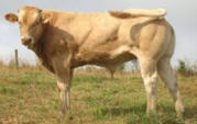 <p>welk type koe is dit</p>