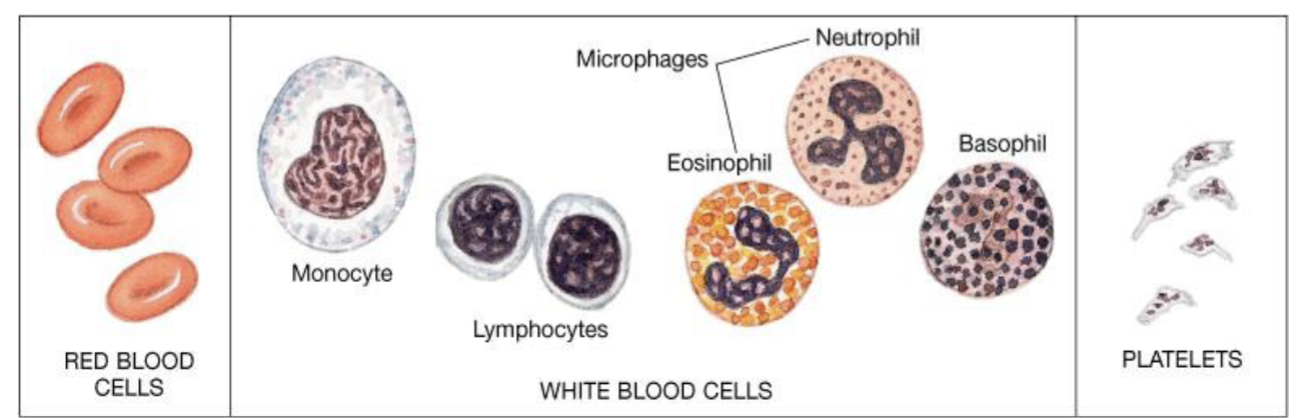 <p>RBCs, WBCs, platelets</p>