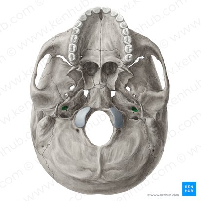 <p>Name the contents of the carotid canal of the temporal bone</p>