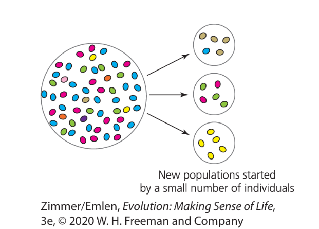<ul><li><p>a type of bottleneck resulting from a small number of individuals colonizing a new, isolated habitat</p></li></ul><p></p>