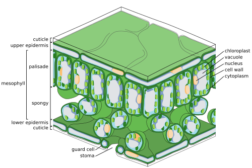 <p>A protective, waxy outer layer covering the aerial (above-ground) parts of land plants, such as leaves, young stems, and flowers.</p>
