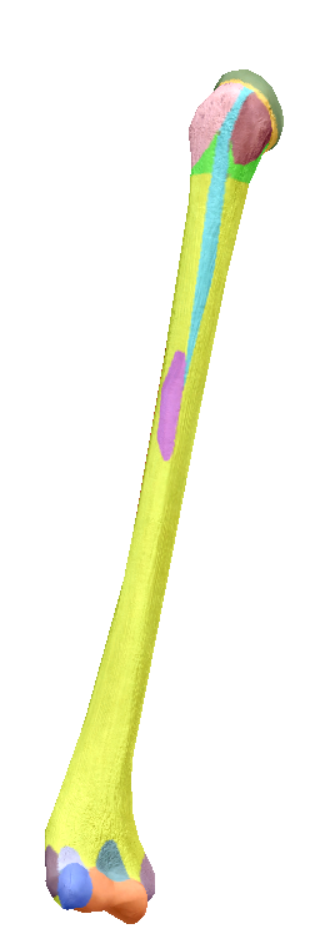 <p>magenta</p>