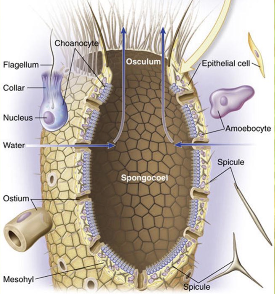 <ul><li><p>Choanocytes in the body wall to draw water through the Ostia.</p></li><li><p>Food particles are trapped microvilli collars and picked up by Amoebocytes.</p></li><li><p>Amoebocytes digest food and deliver nutrients to sponge.</p></li><li><p>Water exits though the Osculum</p></li></ul><p></p>