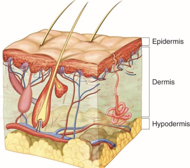 <p>Dermis has blood vessels + nerves → bleeding + pain + infection risk</p>
