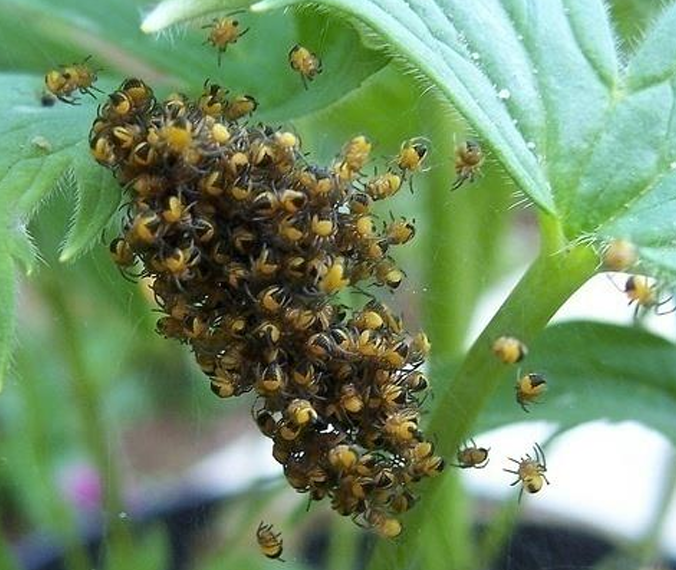 <p>Orde Araneae (spinnen) vb</p>