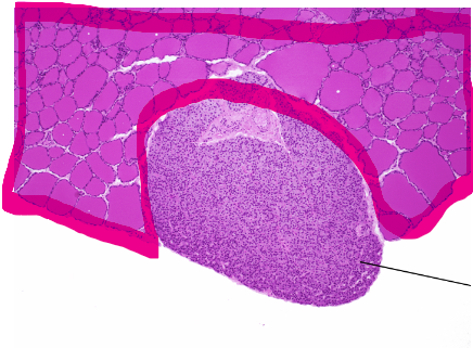 <p>what is this?</p>