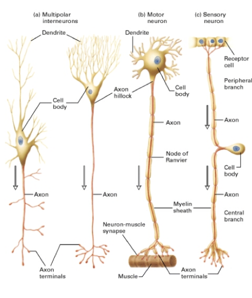 <ol><li><p>multipolar neurones</p></li></ol><ul><li><p>interneurones</p></li></ul><ul><li><p>motorneurones</p></li></ul><ol start="2"><li><p>sensory/bipolar neurones </p></li></ol><p></p>