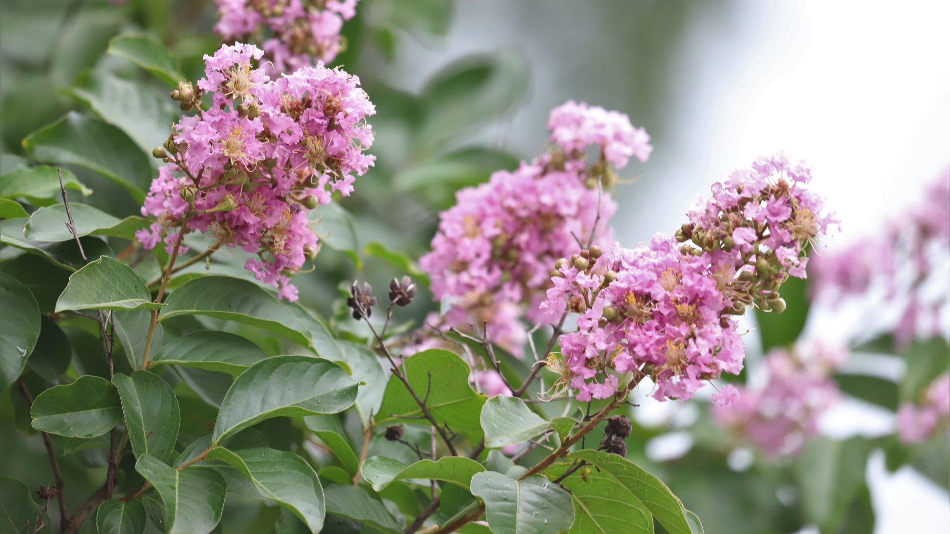 <p>Crape myrtle</p>
