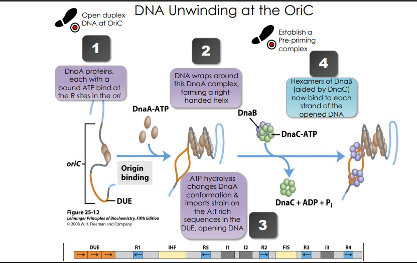 <ol><li><p>DnaA proteins, each with a bound ATP bind at the R sites in the ori</p></li><li><p>DNA wraps around this DnaA complex, forming a righthanded helix</p></li><li><p>ATP-hydrolysis changes DnaA conformation &amp; imparts strain on the A:T rich sequences in the DUE, opening DNA</p></li><li><p>Hexamers of DnaB (aided by DnaC) now bind to each strand of the opened DNA</p></li></ol><p></p>